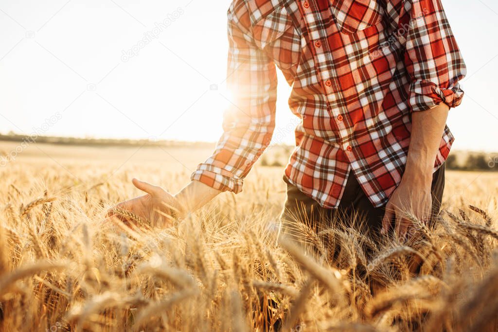 A close-up shot of a farmer or agronomist walking across the field, running his hand over spikelets of ripe golden wheat. Ripe harvest concept. Beautiful warm sunset summer evening