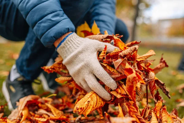 A close-up shot of a man\'s gloved hands holding fallen leaves. Cleaning foliage in the autumn garden