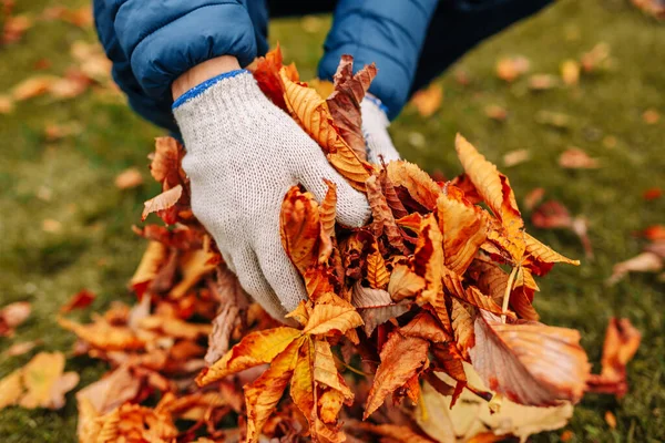 Close Shot Man Gloved Hands Holding Fallen Leaves Cleaning Foliage Royalty Free Stock Photos