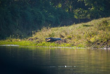 Büyük timsah Chitwan Milli Parkı, Nepal güneş alma