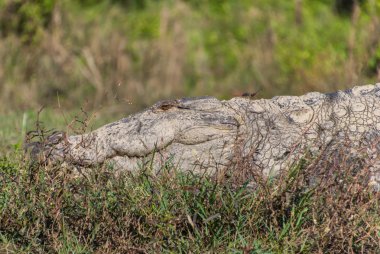 Closeup büyük timsah Chitwan Milli Parkı, Nepal güneş alma