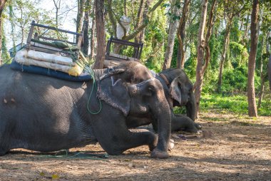 Evcil fil dinlenme, Chitwan Milli Parkı, Nepal