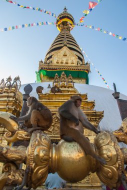 Swayambhunath Stupa maymun Tapınağı, Katmandu, Nepal oturan maymunlar