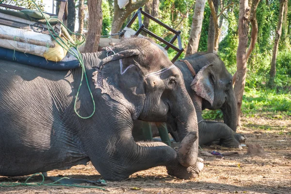 Evcil fil dinlenme, Chitwan Milli Parkı, Nepal