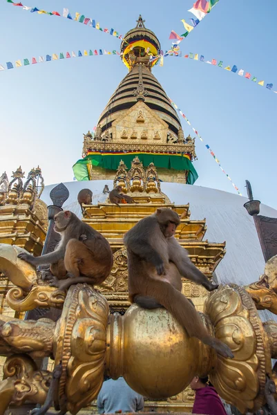 サル猿寺、カトマンズ、ネパールで Swayambhunath 仏舎利塔の上に座って — ストック写真