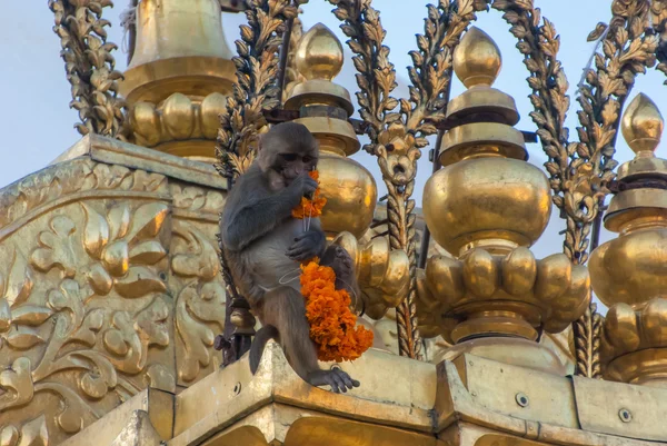 Μαϊμού παίζει με θρησκευτικό προσφέροντας σε μαϊμού ναός, Κατμαντού — Φωτογραφία Αρχείου