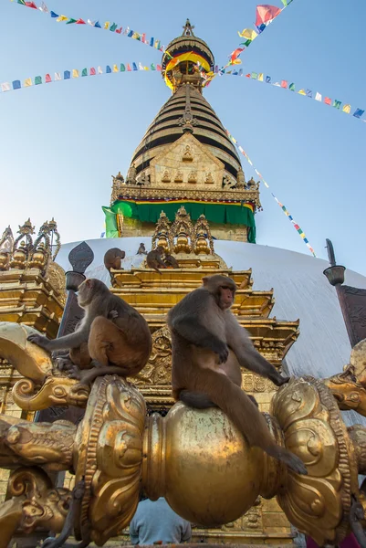 Πιθήκους κάθεται σε Στούπα Swayambhunath ναού μαϊμού, Κατμαντού, Νεπάλ — Φωτογραφία Αρχείου