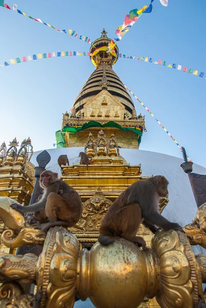 Πιθήκους κάθεται σε Στούπα Swayambhunath ναού μαϊμού, Κατμαντού, Νεπάλ — Φωτογραφία Αρχείου