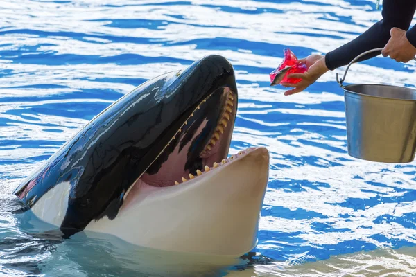Trainer feeding a Killer whale