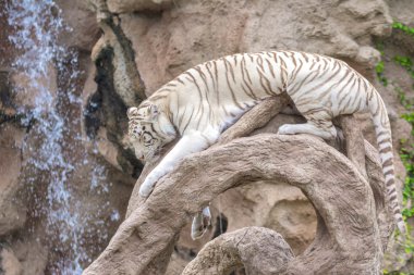 Beyaz Kaplan ağaçta dinlenme 