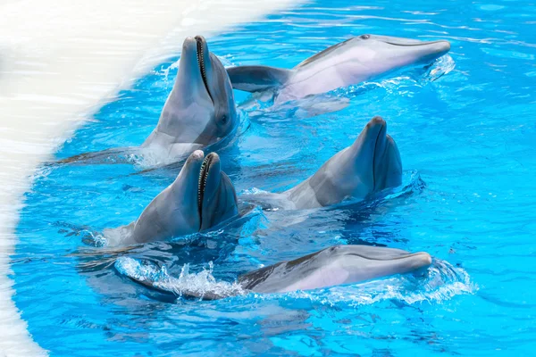 A group of dolphins playing in the pool — Stock Photo, Image