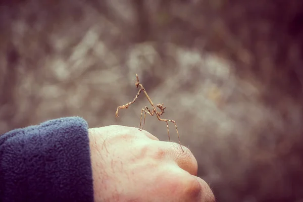 Inseto Empusa Pennata Família Mantis Posando Uma Mão Humana — Fotografia de Stock