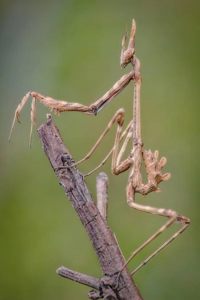 Насекомое Empusa Pennata Семейства Богомолов Позирующее Ветке — стоковое фото