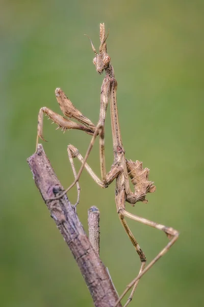 Hmyz Empusa Pennata Rodiny Kudlanek Pózující Větvi — Stock fotografie