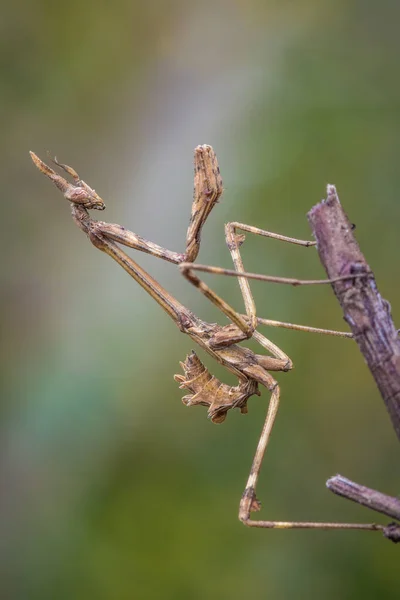 Ein Insekt Empusa Pennata Aus Der Familie Der Gottesanbeterinnen Posiert — Stockfoto