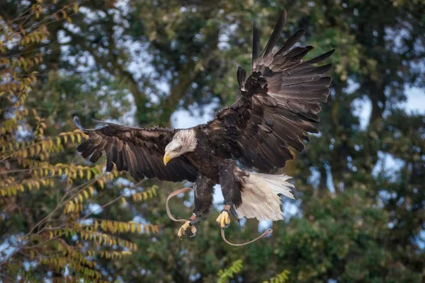 Close Impressionante Águia Americana Careca Desembarque Galho Árvore — Fotografia de Stock