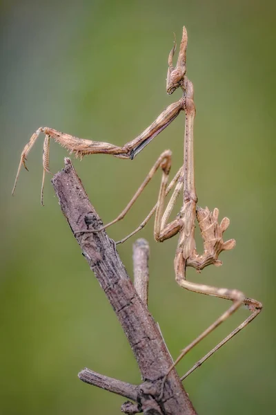 Insect Empusa Pennata Mantis Family Posing Branch Royalty Free Stock Images