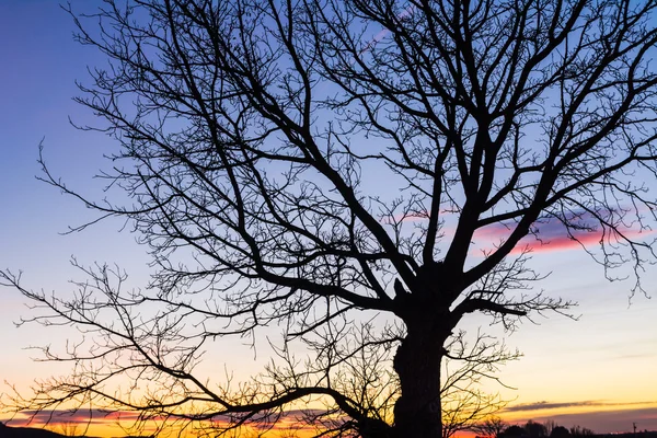 Äste eines Baumes bei Sonnenuntergang — Stockfoto