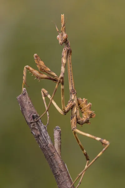 Viool mantis poseren — Stockfoto