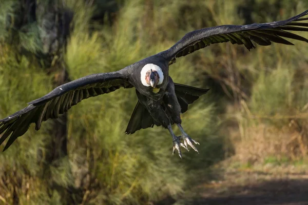 Andean condor flying — Stock Photo, Image