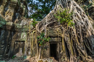 Angkor Wat, Kamboçya'da büyüyen ağaç