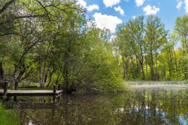 Fantezi göl ormanın içinde
