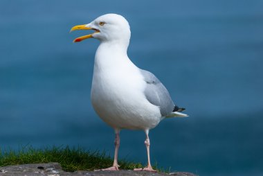 Martı uçurumların ilk poz