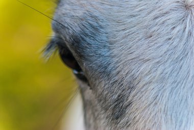 beyaz at Başkanı yakın çekim