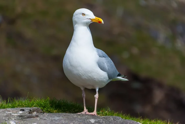 Seagull posing in the top of the cliffs — Stock Photo, Image