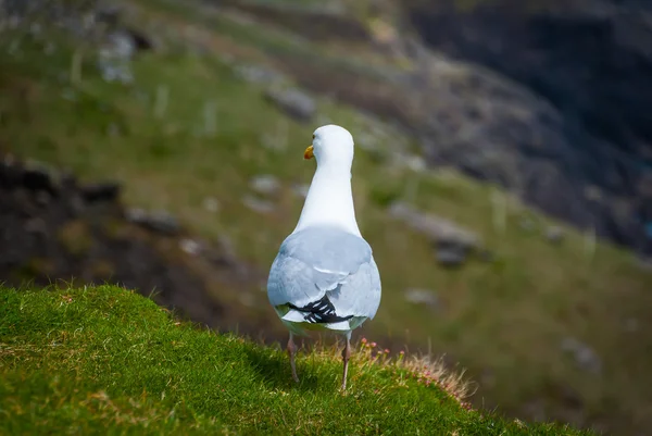 Gaviota posando en la cima de los acantilados — Foto de Stock