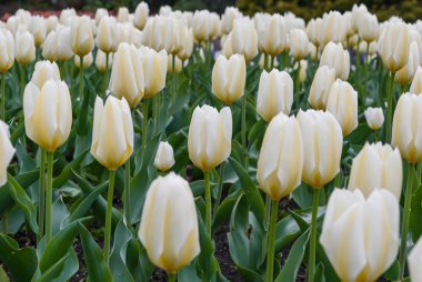 A Beyaz Laleler bol alan