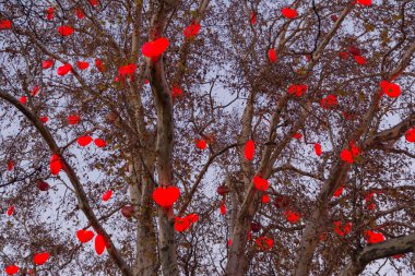 Noel'de aydınlatılmış bir ağaç