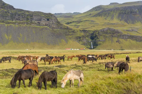 Islandske heste græsning på græsset - Stock-foto