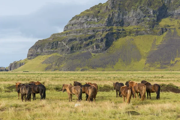 Caballos islandeses pastando en la hierba — Foto de Stock