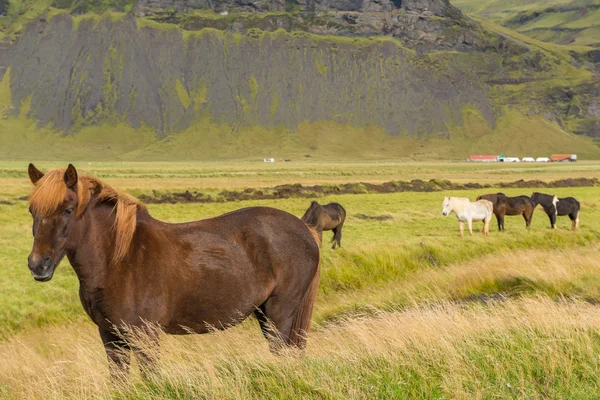 Islandští koně pasoucí se na trávě — Stock fotografie
