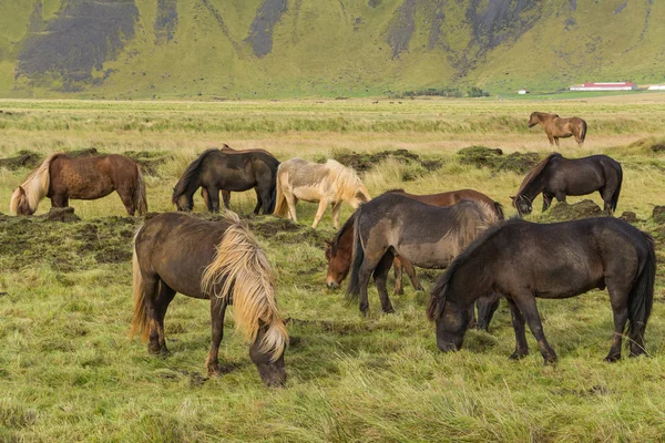 Caballos islandeses pastando en la hierba —  Fotos de Stock