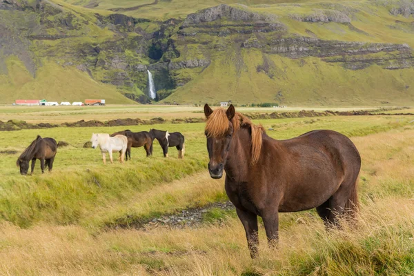 Icelandic horses grazing on the grass — Stock Photo, Image