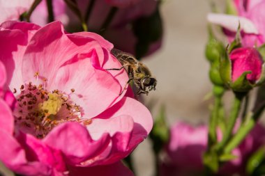 Bir arı pembe çiçek yakın çekim