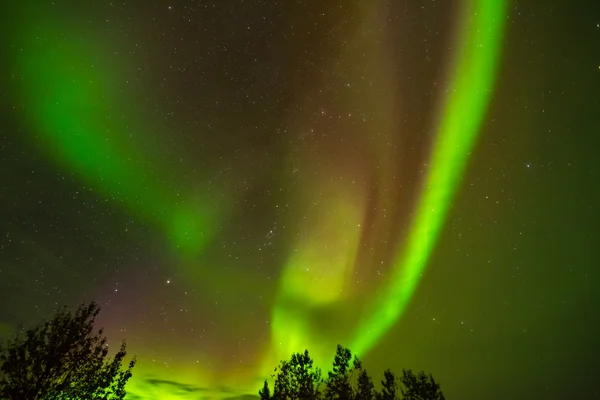 Nordlichter (Polarlichter) über dem Wald — Stockfoto