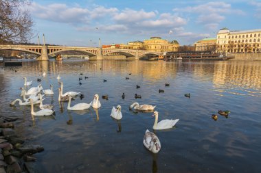 Gün batımında, Prag Vltava Nehri Kuğu