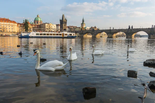 Cygnes dans la rivière Vltava au coucher du soleil, Prague — Photo