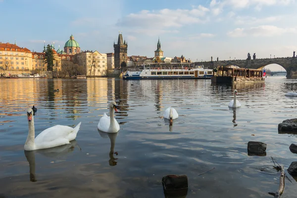 Labutě v Vltavě při západu slunce, Praha — Stock fotografie