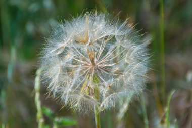 Baharda bir karahindiba yakın çekim