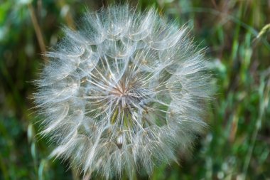 Baharda bir karahindiba yakın çekim