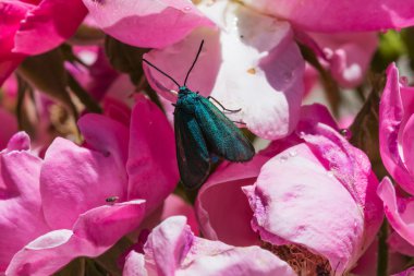 Mavi güve çiçek içinde poz