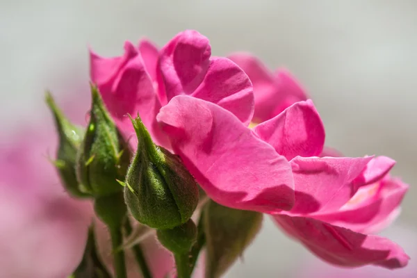 closeup güzel pembe Gül