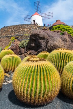 Kaktüs Bahçe Guatiza Köyü, Lanzarote, Kanarya Adaları, İspanya'nın görünümü