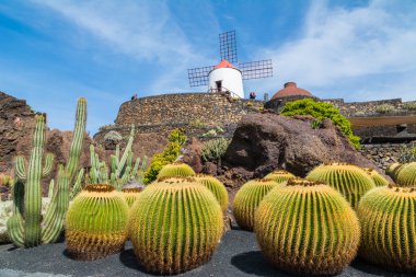 Kaktüs Bahçe Guatiza Köyü, Lanzarote, Kanarya Adaları, İspanya'nın görünümü