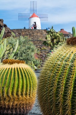 Kaktüs Bahçe Guatiza Köyü, Lanzarote, Kanarya Adaları, İspanya'nın görünümü