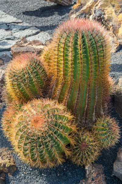 Kaktusová zahrada v Guatiza, Lanzarote, Kanárské ostrovy, Španělsko — Stock fotografie